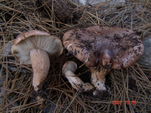 Tricholoma-fracticum-Britzelm.-Kreisel-DSC04994
