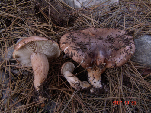 Tricholoma-fracticum-Britzelm.-Kreisel-DSC04995