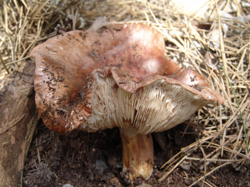 Tricholoma-fracticum-Britzelm.-Kreisel