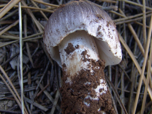 Tricholoma-gausapatum-Fr.-Quel.-DSC03312