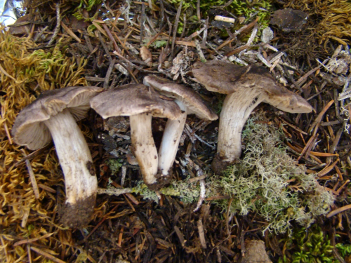 Tricholoma-gausapatum-Fr.-Quel.-DSC03483