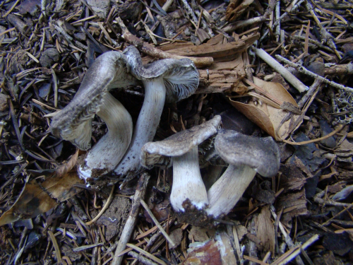 Tricholoma-gausapatum-Fr.-Quel.-DSC03594