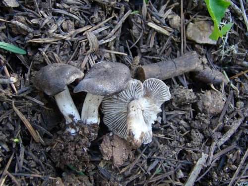 Tricholoma-gausapatum-Fr.-Quel.-DSC03677