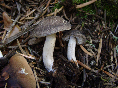 Tricholoma-gausapatum-Fr.-Quel.-DSC03873