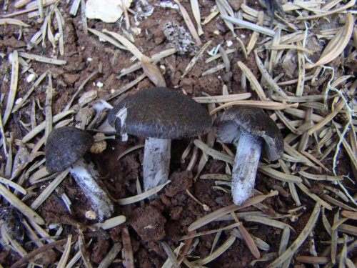 Tricholoma-gausapatum-Fr.-Quel.-DSC03919
