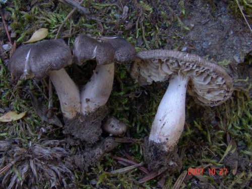 Tricholoma-gausapatum-Fr.-Quel.-DSC05016