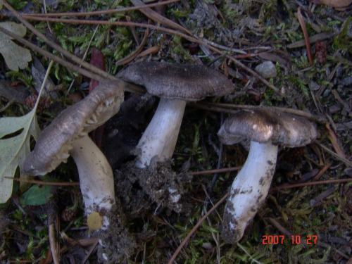 Tricholoma-gausapatum-Fr.-Quel.-DSC05017