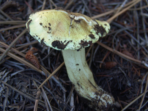 Tricholoma-joachimii-Bon-A.-Riva-DSC03297