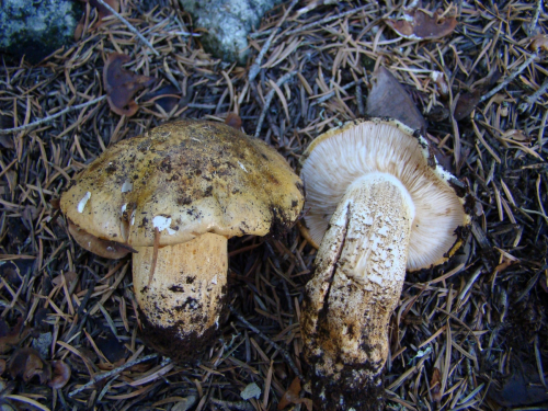 Tricholoma-joachimii-Bon-A.-Riva-DSC03879