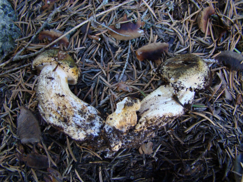 Tricholoma-joachimii-Bon-A.-Riva-DSC03880