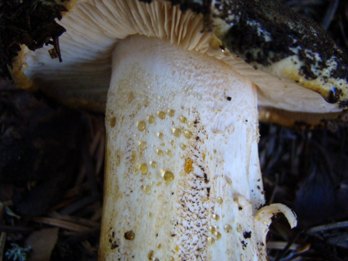 Tricholoma-joachimii-Bon-A.-Riva-DSC03881