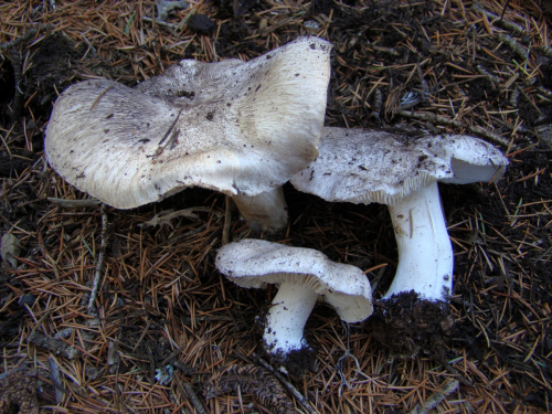 Tricholoma-josserandii-BonDSC03891