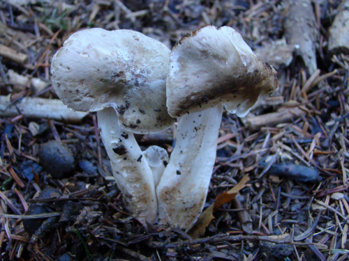 Tricholoma-lascivum-Fr.-Gillet-DSC00210