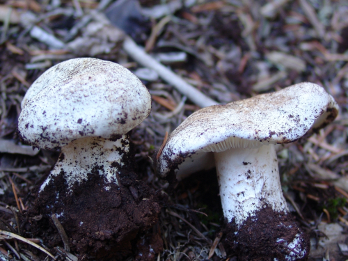 Tricholoma-lascivum-Fr.-Gillet-DSC01907