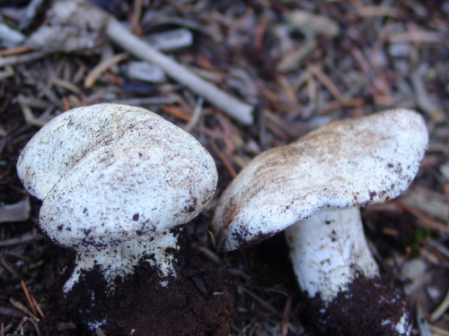 Tricholoma-lascivum-Fr.-Gillet-DSC01908