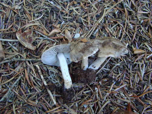 Tricholoma-myomyces-Pers.-J.E.-Lange-DSC00192