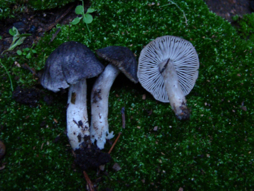 Tricholoma-myomyces-Pers.-J.E.-Lange-DSC00232