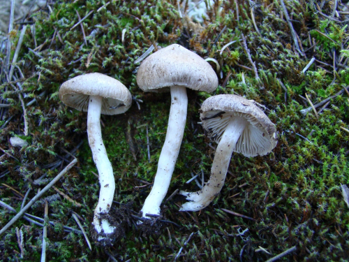 Tricholoma-myomyces-Pers.-J.E.-Lange-DSC00329