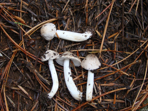 Tricholoma-myomyces-Pers.-J.E.-Lange-DSC03237
