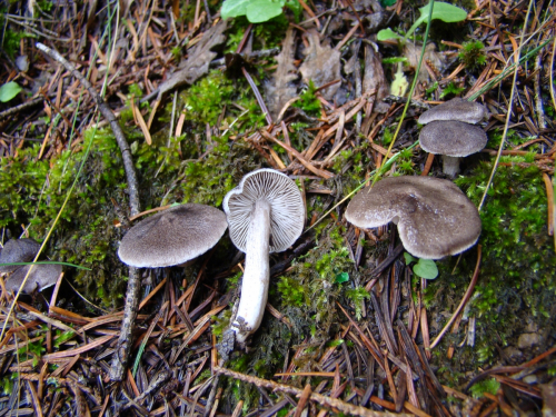 Tricholoma-myomyces-Pers.-J.E.-Lange-DSC03365