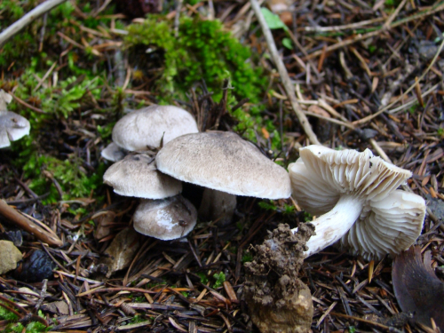 Tricholoma-myomyces-Pers.-J.E.-Lange-DSC03371