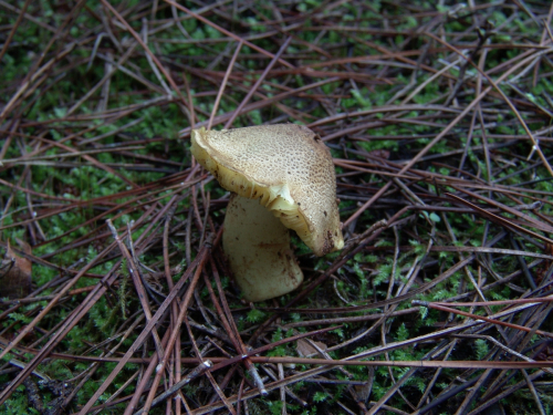 Tricholoma-pardinum-Quel.-DSC03096