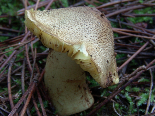 Tricholoma-pardinum-Quel.-DSC03097