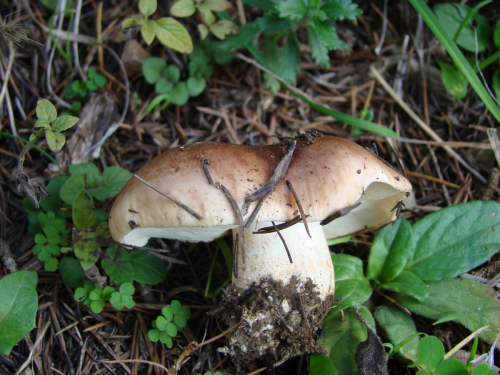 Tricholoma-pessundatum-DSC03684