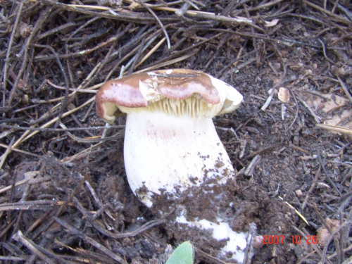 Tricholoma-pessundatum-Fr.-Quel.-DSC04920