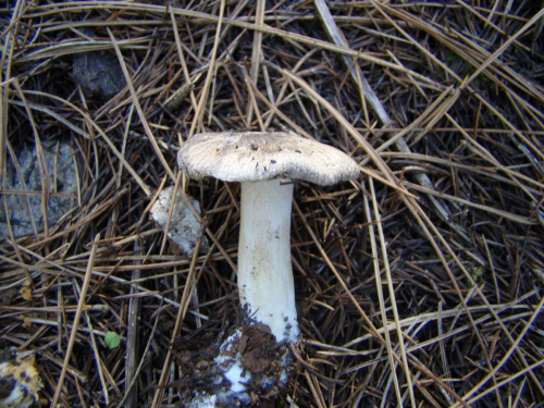 Tricholoma-portentosum-Fr.-Quel.-DSC03633