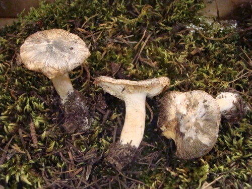 Tricholoma-portentosum-Fr.-Quel.-DSC03740