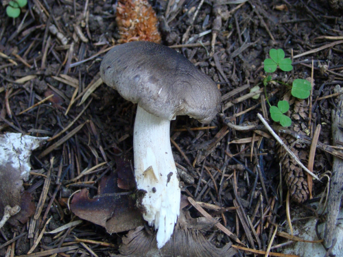 Tricholoma-pseudonictitans-Bon-DSC03665