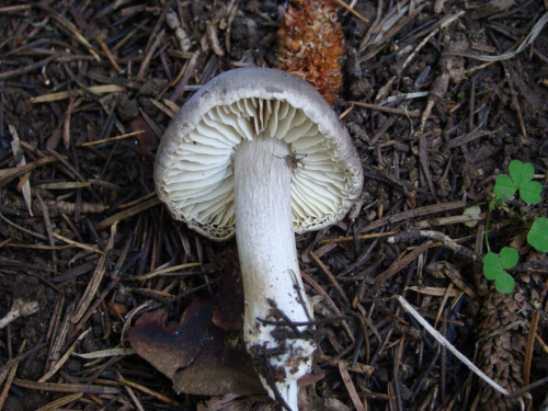 Tricholoma-pseudonictitans-Bon-DSC03666