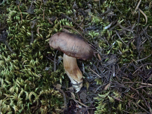 Tricholoma-pseudonictitans-Bon-DSC03741