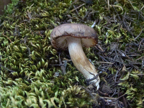 Tricholoma-pseudonictitans-Bon-DSC03742