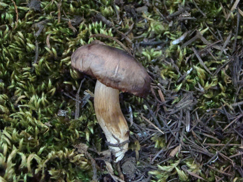 Tricholoma-pseudonictitans-Bon-DSC03743