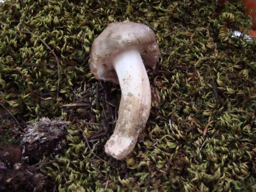Tricholoma-saponaceum-Fr.-P.-Kumm.-var.-saponaceum-DSC03525
