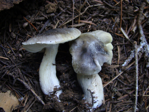 Tricholoma-saponaceum-Fr.-P.-Kumm.-var.-saponaceum-DSC03646