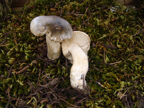 Tricholoma-saponaceum-Fr.-P.-Kumm.-var.-saponaceum-DSC03739