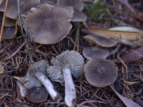 Tricholoma-scalpturatum-DSC02043