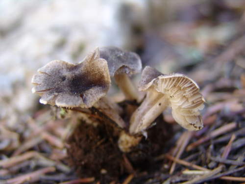 Tricholoma-scalpturatum-Fr.-Quel.-DSC01874