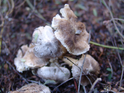 Tricholoma-scalpturatum-Fr.-Quel.-DSC01893