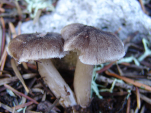 Tricholoma-scalpturatum-Fr.-Quel.-DSC01898