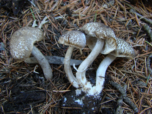 Tricholoma-scalpturatum-Fr.-Quel.-DSC03889