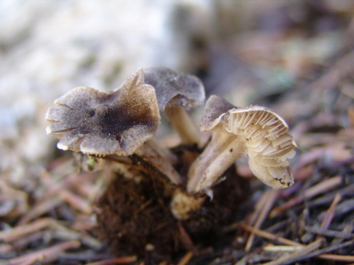 Tricholoma-scalpturatum-Fr.-Quel.