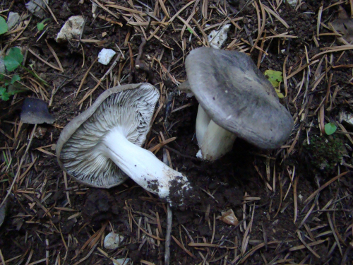 Tricholoma-sciodes-Pers.-C.-Martin-DSC03719
