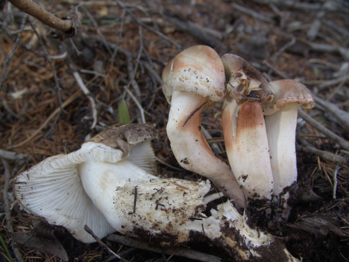 Tricholoma-sudum-Fr.-Quel.-DSC03298