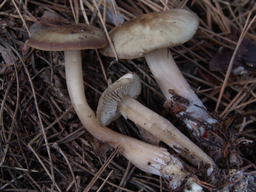 Tricholoma-sudum-Fr.-Quel.-DSC03411