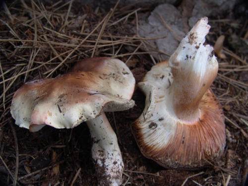 Tricholoma-sudum-Fr.-Quel.-DSC03434