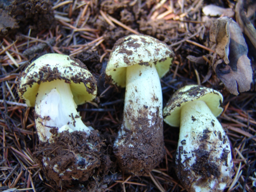 Tricholoma-sulphureum-Bull.-P.-Kumm.-var.-sulphureum-DSC01955